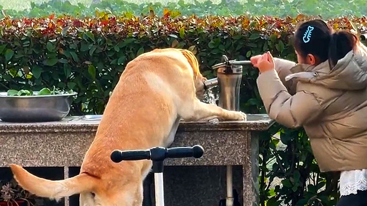 Video: Heart melting moment! Little girl helps her dog drink water