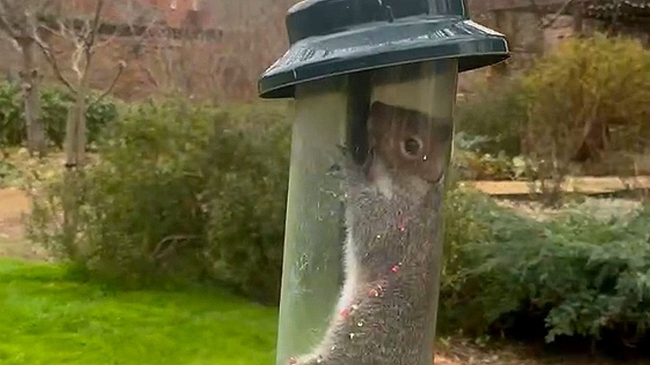 Video: „Eichhörnchensicherer“ Futterspender wird für Nager zur Falle