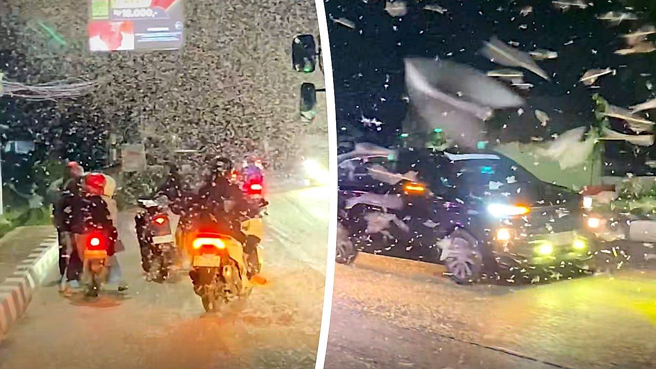 Video: Kein Schneetreiben: Riesiger Termitenschwarm erobert nächtliche Straße
