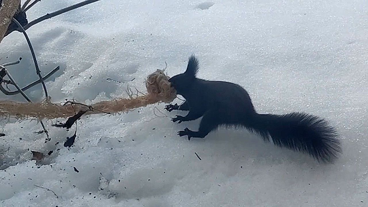 Video: Für den Nestbau: Entschlossenes Eichhörnchen kämpft verbissen um Seil