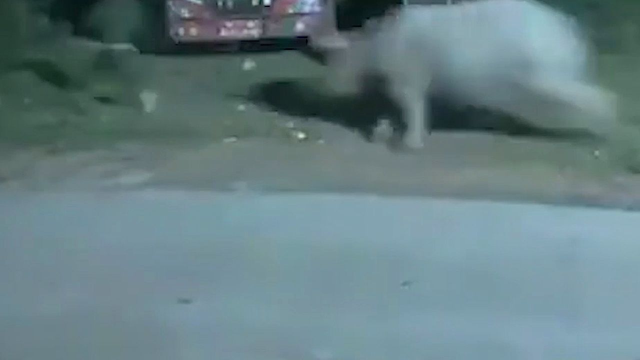 Video: Joggingrunde wird zum Sprint ums Leben: Nashorn lauert Sportler auf