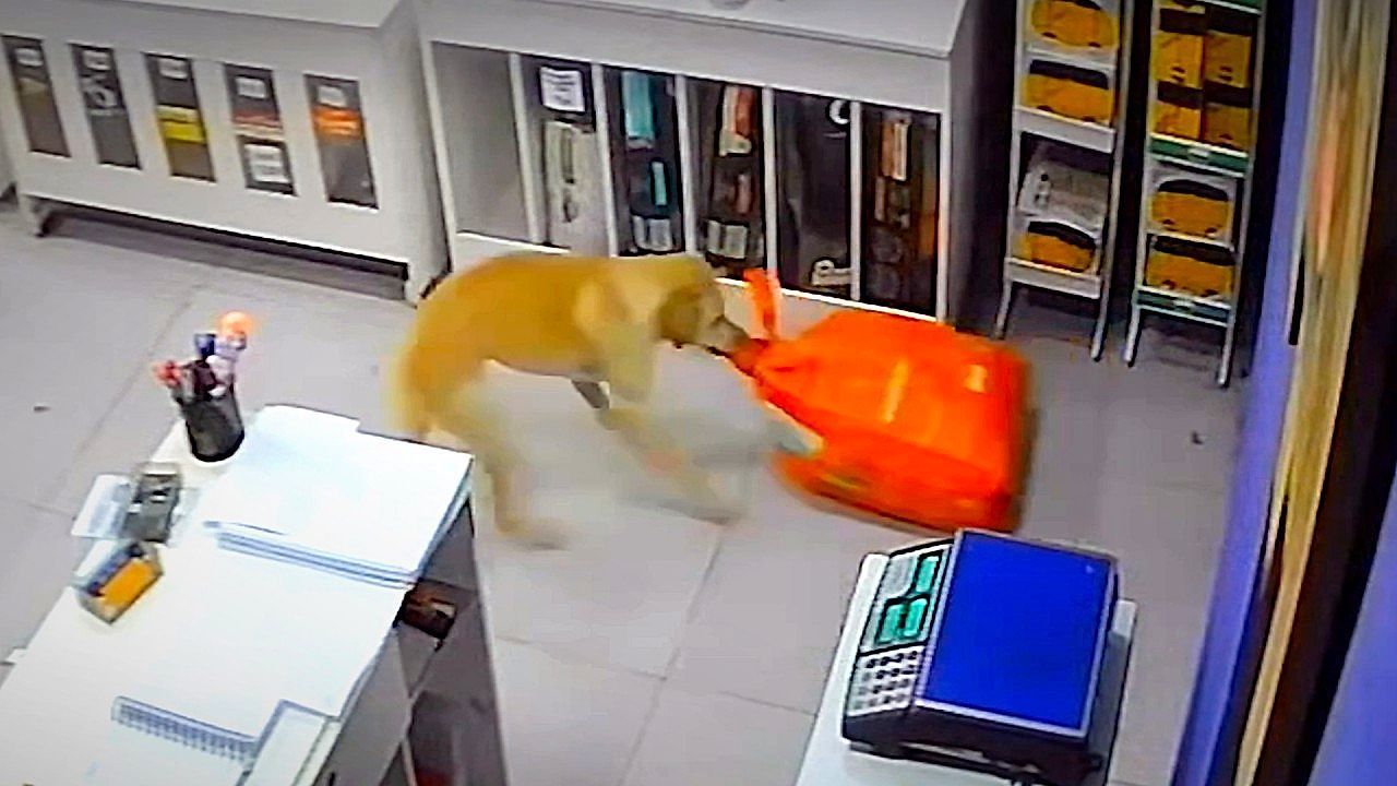 Video: Mission: Dog Food! A Dog "Robs" a Pet Store in Brazil