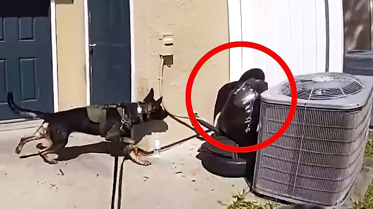 Video: Verdächtiger tarnt sich als Mülltüte – cleverer Polizeihund schlägt zu