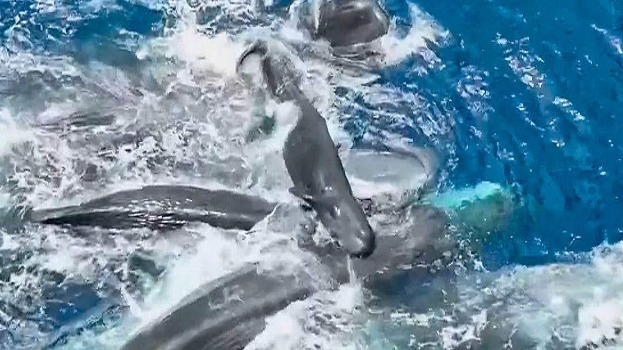 Video: Bisher einmalige Bilder: Kleiner Pottwal erblickt Licht der Welt