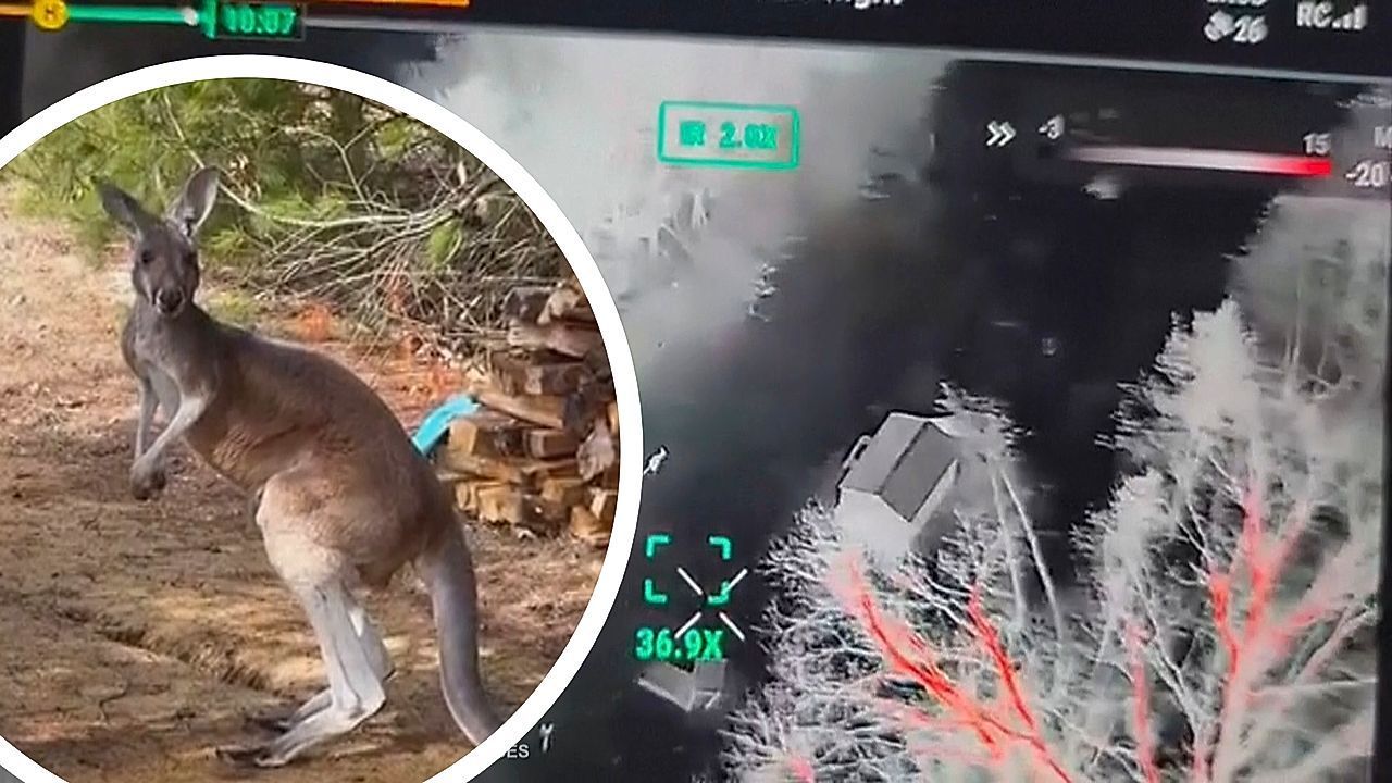 Video: „Chesney“ entkommt aus Streichelzoo: Känguru ist drei Tage auf der Flucht