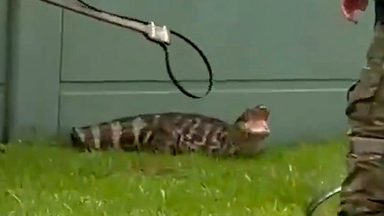 Video: Ungebetener Eindringling: Militärpolizei fängt Alligator in brasilianischer Wohnanlage ein