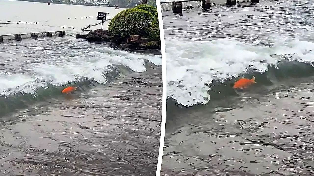 Video: Carp battles rushing stream in scene echoing ancient legend