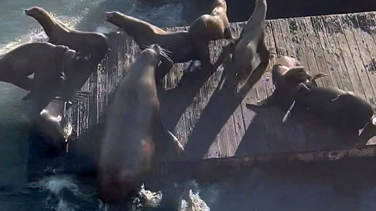 Video: Massive sea lion takes its spot on a pier