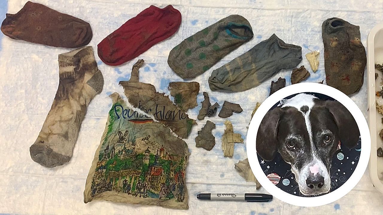Video: Vets remove 6 socks and bag from sick dog's stomach in New Jersey