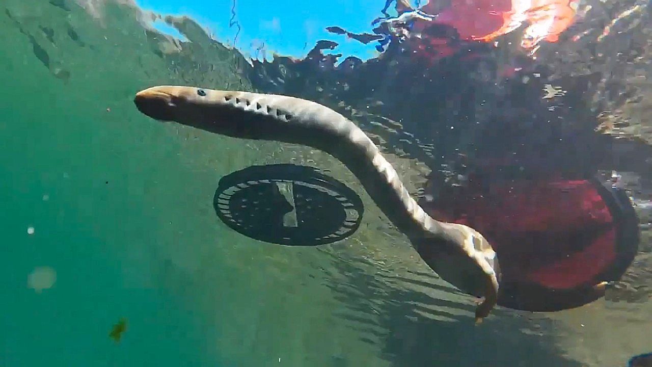 Video: 23 Pacific lamprey released into Oregon river to restore species