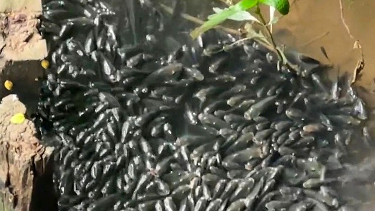 Video: Thousands of fish turn river 'black' in China