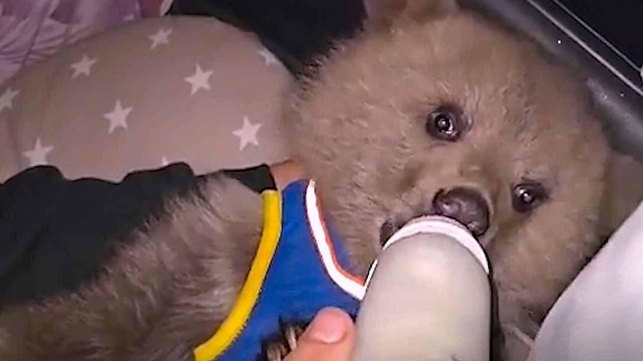 Video: Adorable bear cub rescued after being found alone in wild