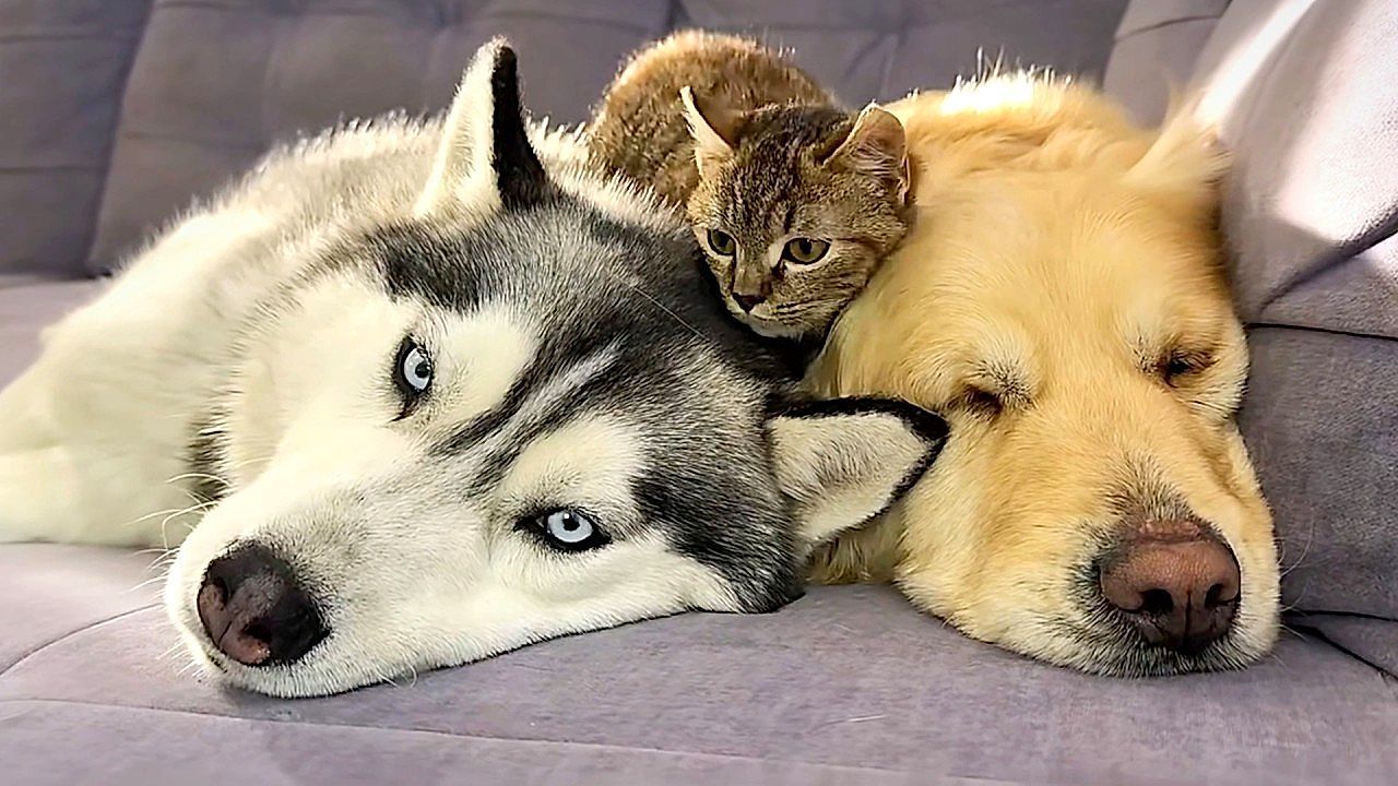 Video: Ungewöhnliche Freundschaft: Katze, Husky und Golden Retriever entspannen zusammen
