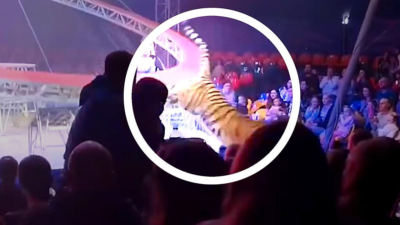 Video: Panik im Zirkuszelt: Schutznetz fällt herunter – Tiger springt ins Publikum