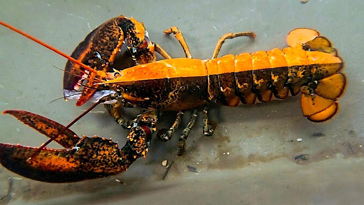 Video: Seltener Fang: Zweifarbiger Hummer landet im Aquarium statt auf dem Teller
