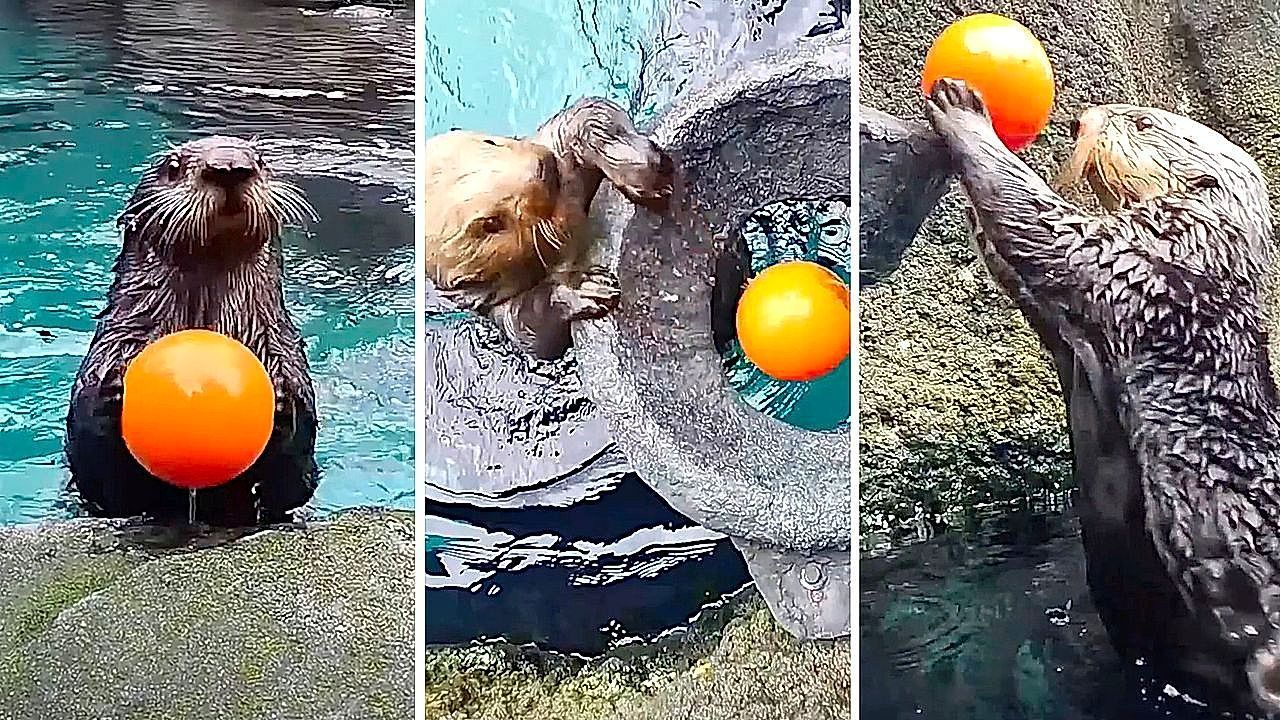 Video: Sea otters show off basketball skills at Oregon Zoo