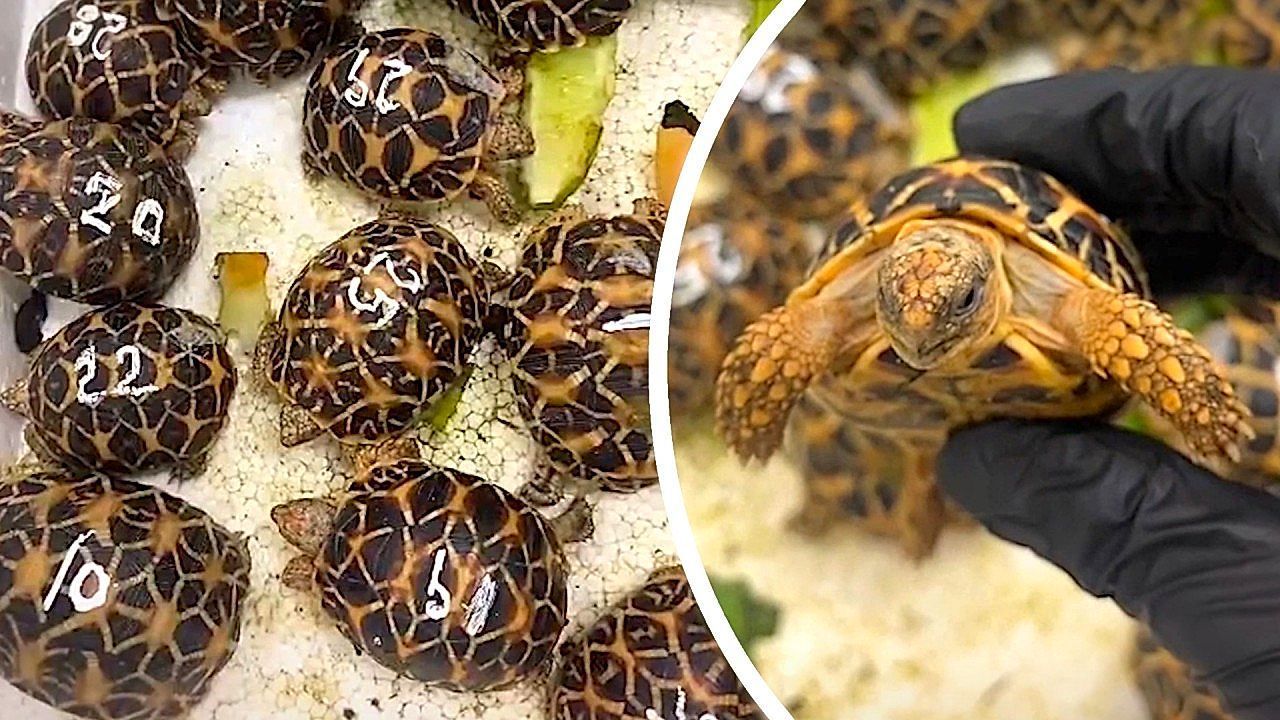 Video: Lebende Fracht am Körper: 19-Jährige wird am Flughafen mit 30 Schildkröten gefasst