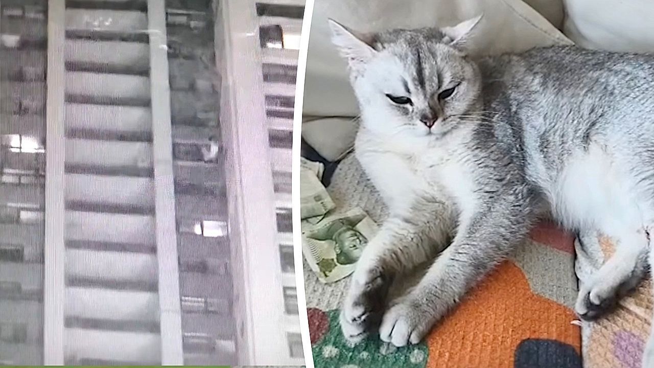 Video: Weiche Landung nach freiem Fall: Katze überlebt Sturz aus dem 41. Stock