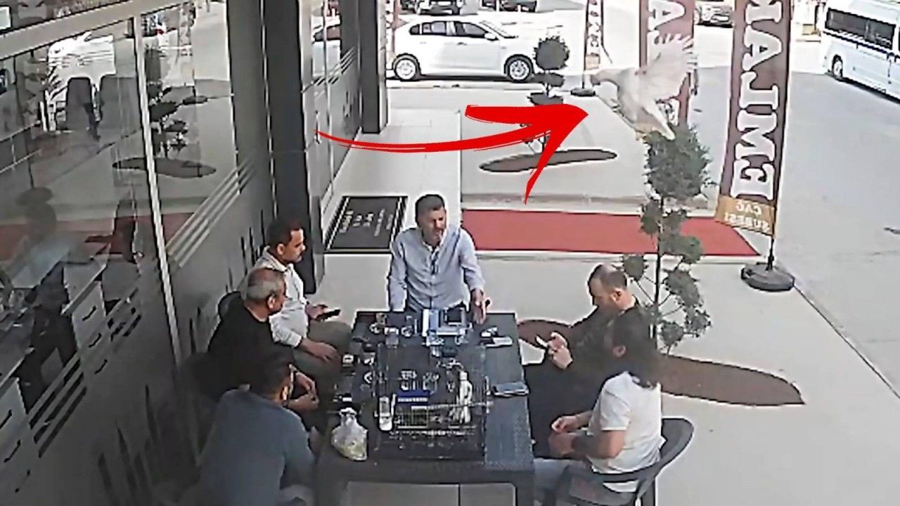 Video: Ungebetener Gast: Huhn fällt vom Dach direkt auf Restauranttisch