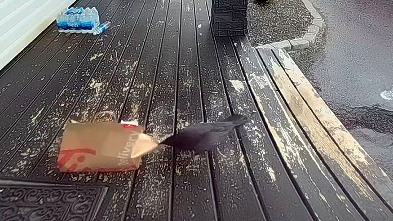 Video: Unexpected visitor ruins doorstep delivery in a surprising way