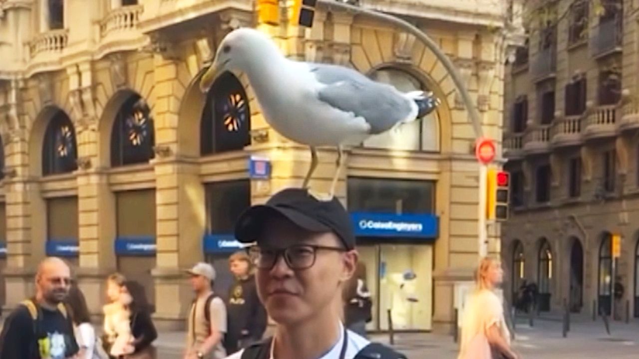 Video: Zwischenstopp: Möwe landet auf Kopf eines Touristen in Barcelona