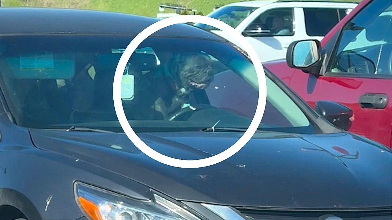 Video: Selbst ist der Hund: Allein gelassener Vierbeiner drückt auf die Hupe