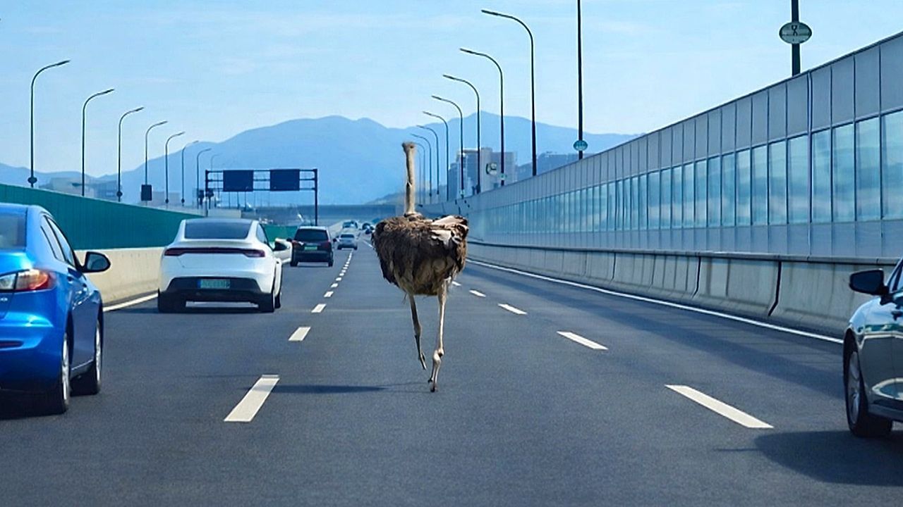 Video: Ungewöhnlicher Verkehrsteilnehmer: Strauß läuft mitten auf Autobahn in China