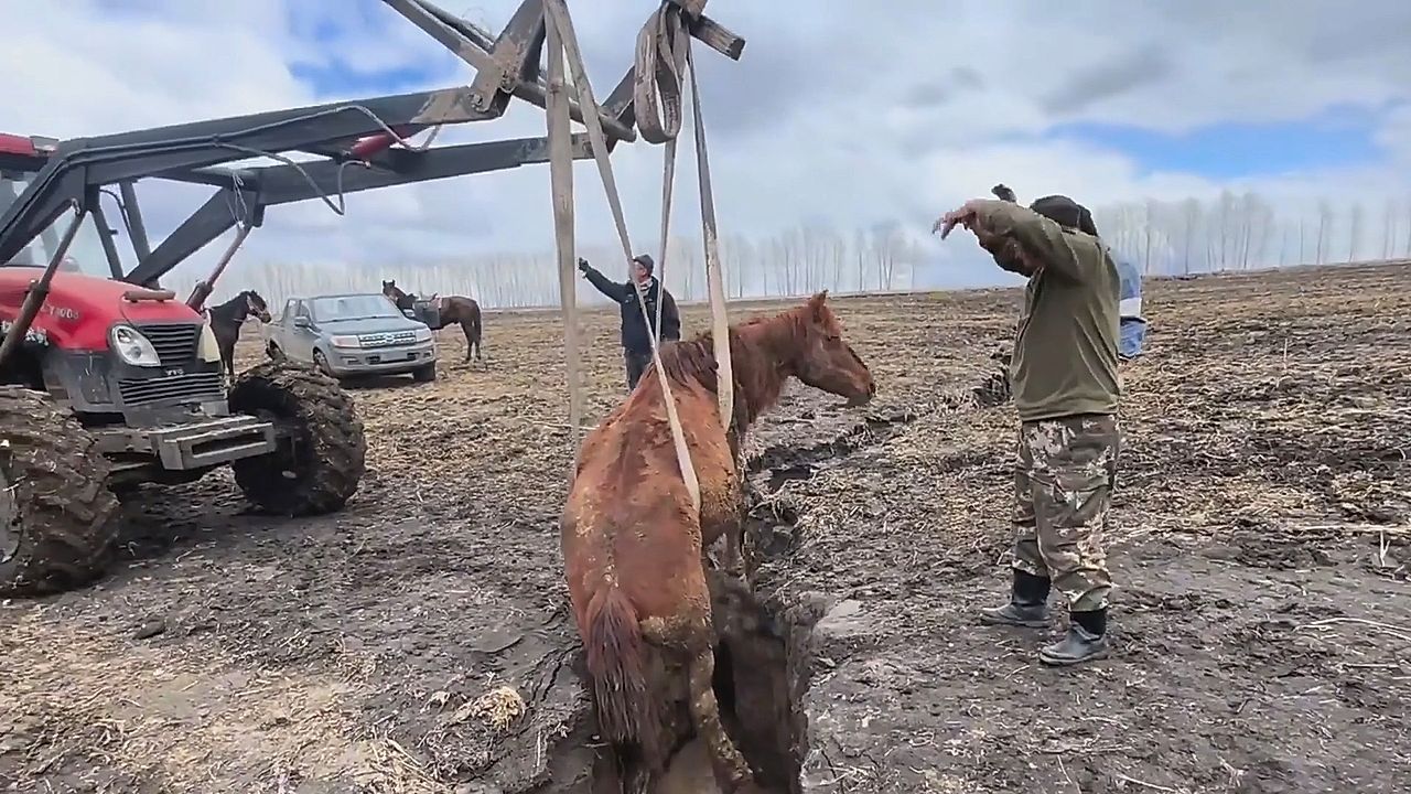 Video: Traktor-Rettung: Bauern befreien trächtige Stute aus Graben