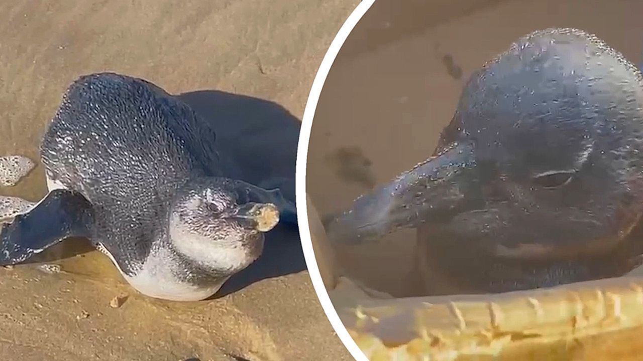 Video: Vet rushes to beach to rescue exhausted penguin in South Africa