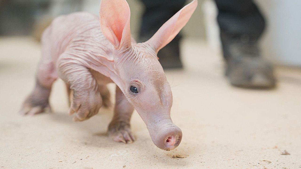 Video: Zookeepers syringe-feed rare baby aardvark Womble at Chester Zoo