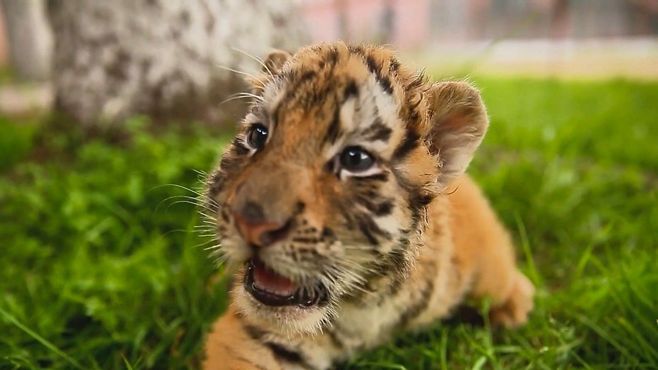 Video: Over 30 endangered Siberian tiger cubs born in China