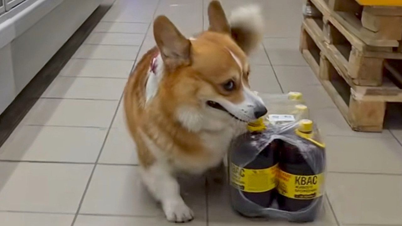 Video: Corgi hauls entire pack of drinks through supermarket