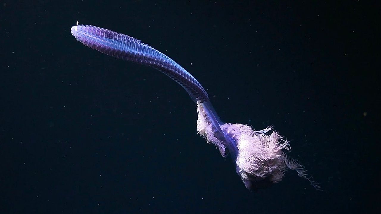 Video: Ozean-Sensation: Forscher entdecken 31 neue Meeresarten vor der Küste Brasiliens