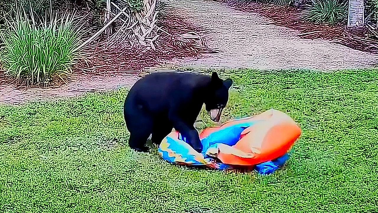 Video: Ungebetener Gartengast: Junger Schwarzbär macht sich über Poolspielzeug her