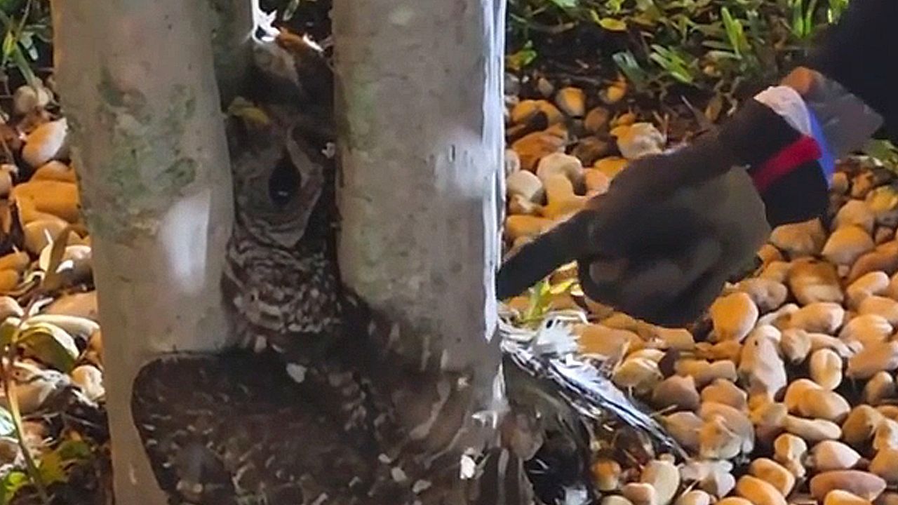 Video: Rätselhaft: Feuerwehrmann befreit eingeklemmte Eule aus zwei Baumstämmen