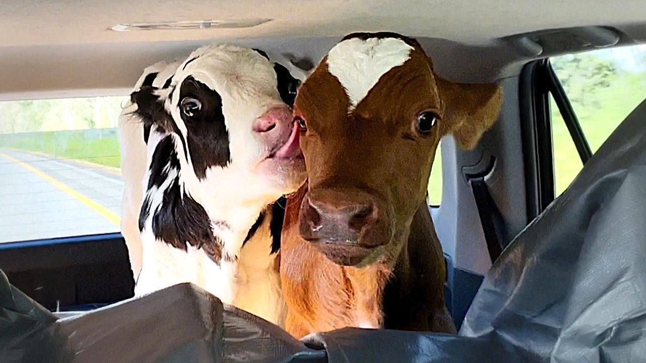 Heu-im-Fond-Vater-und-Tochter-fahren-1-000-Kilometer-mit-K-lbern-auf-dem-R-cksitz