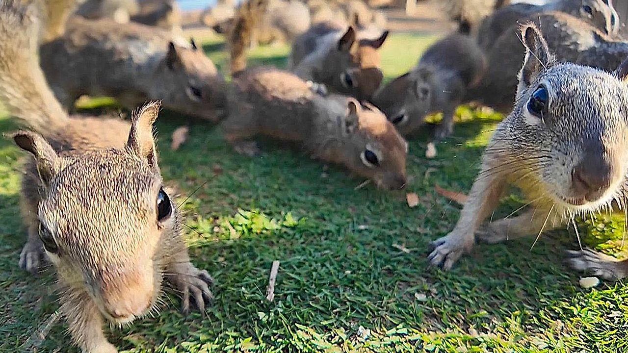 Video: Zu viel Junkfood: Erdhörnchen sorgen in Park in Santa Monica für Chaos