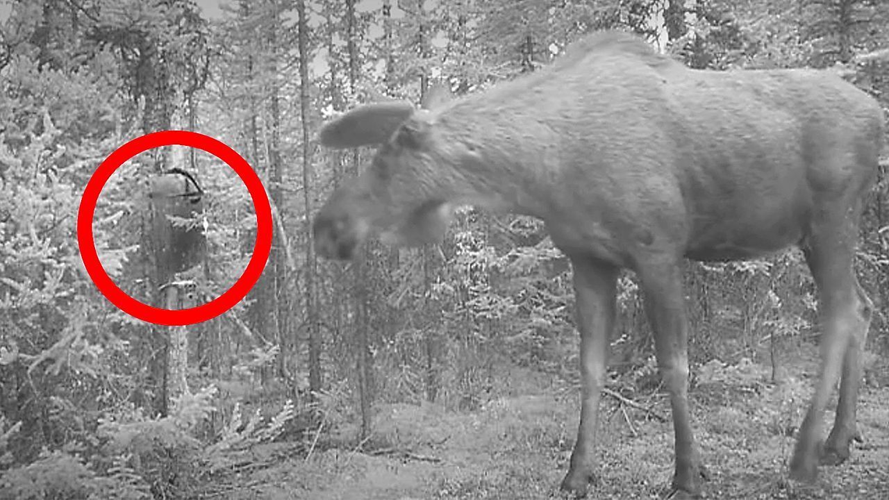Video: Schreck im Wald: Elch kommt mit eigenem Spiegelbild nicht klar