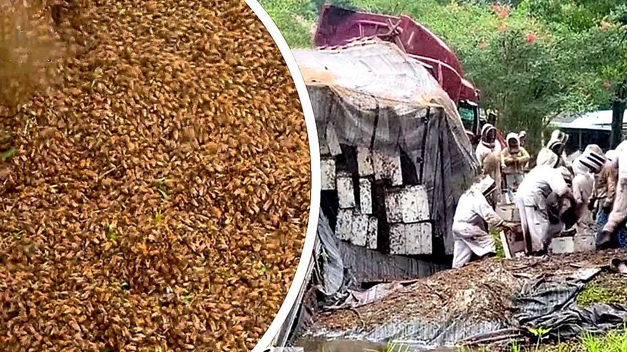 Millions-of-bees-loose-after-semitrailer-tips-over-in-Texas