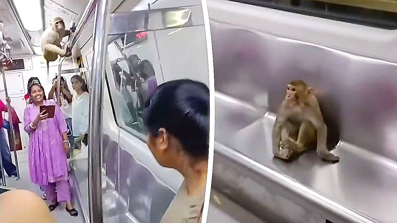 Video: Tierischer Schwarzfahrer: Affe erkundet U-Bahn in Neu-Delhi