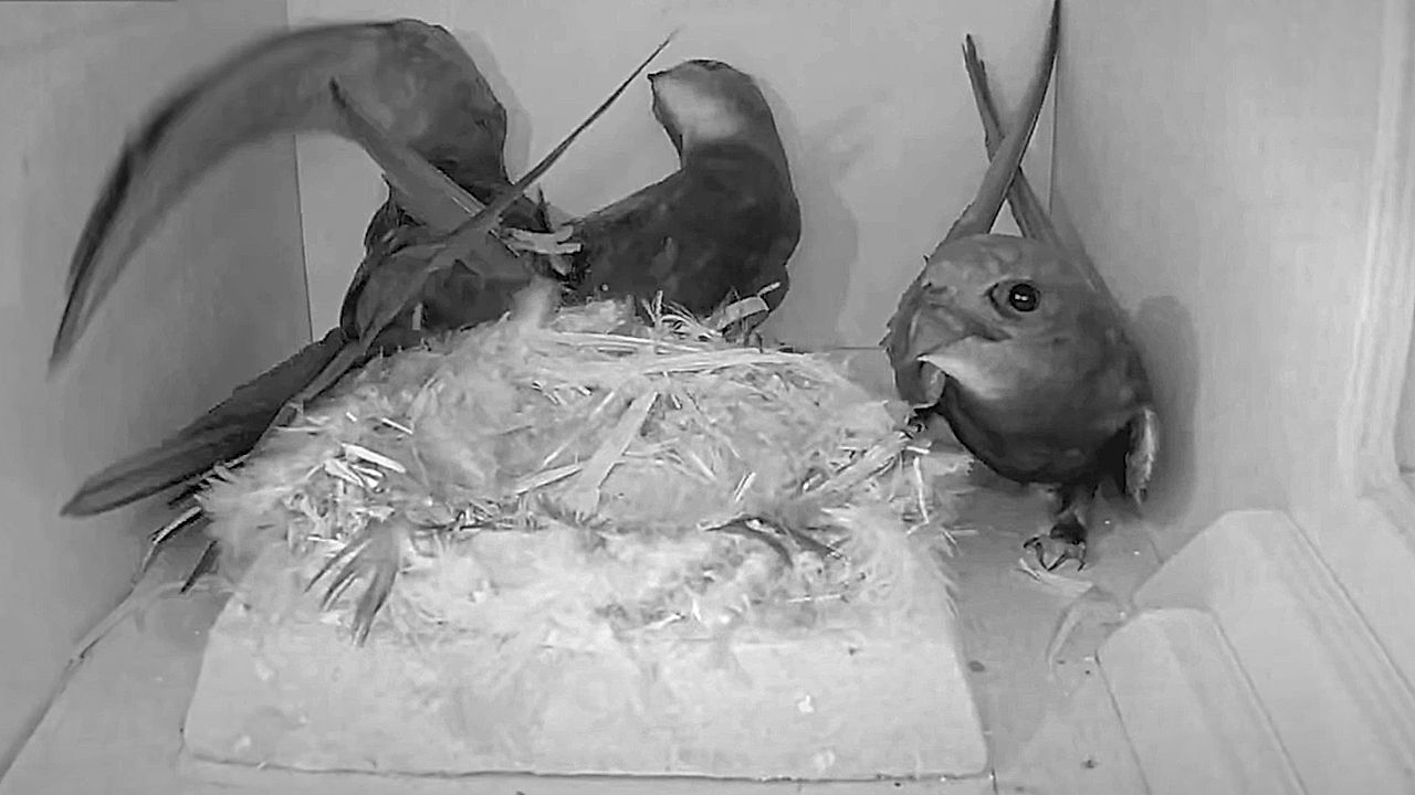 Video: Untreuer Vogel: Mauersegler bevorzugen Wohnraum vor Partner