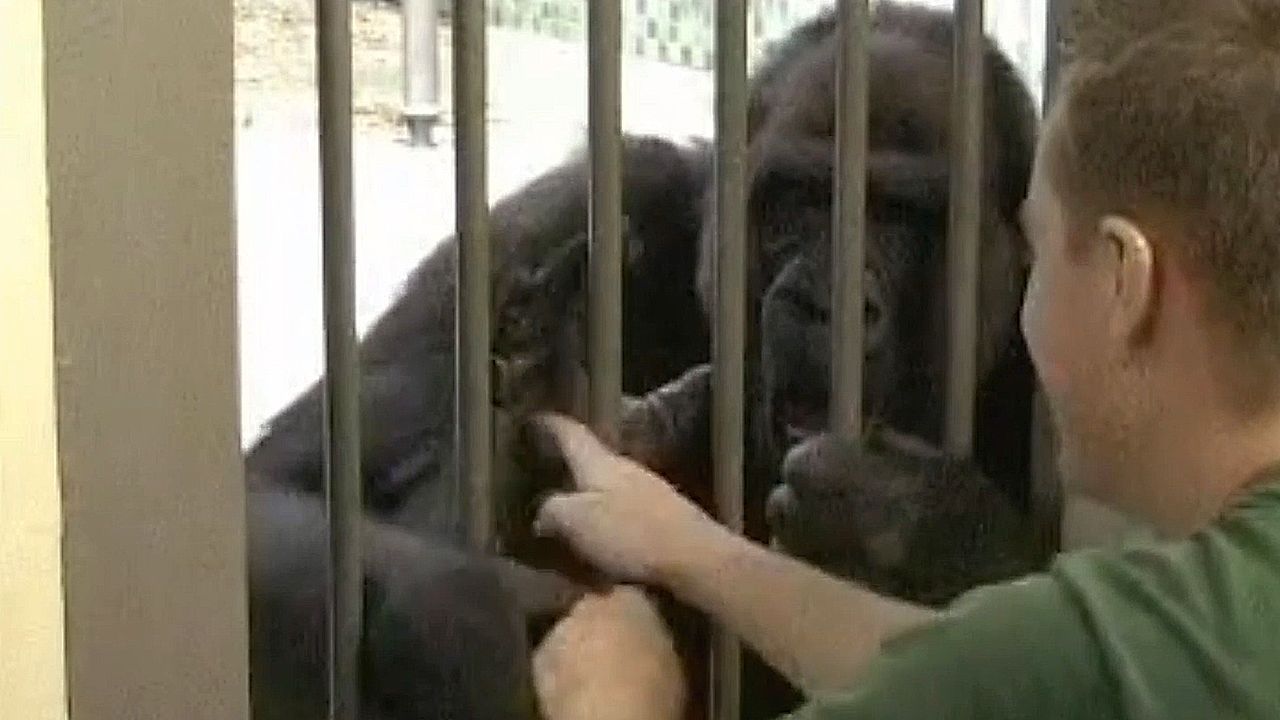 Kitzeln-f-r-die-Wissenschaft-Gorilla-bricht-bei-Experiment-in-Gel-chter-aus