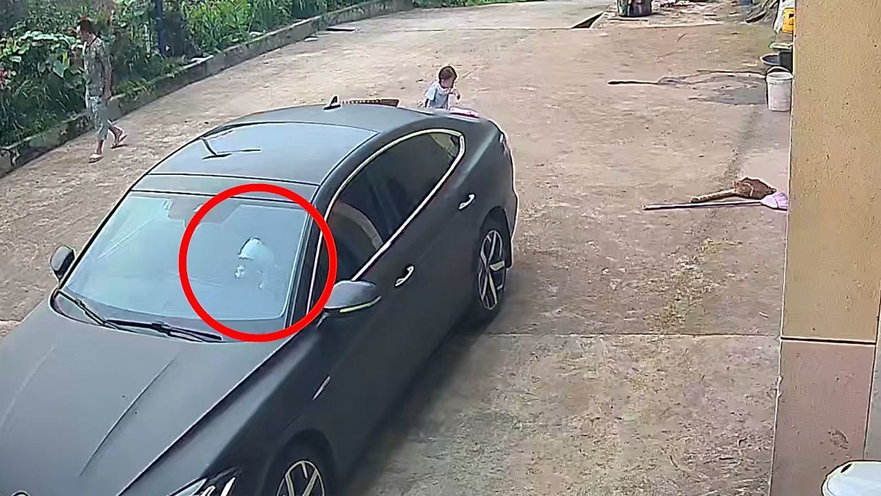 Video: Trapped cat honks car horn to call for help