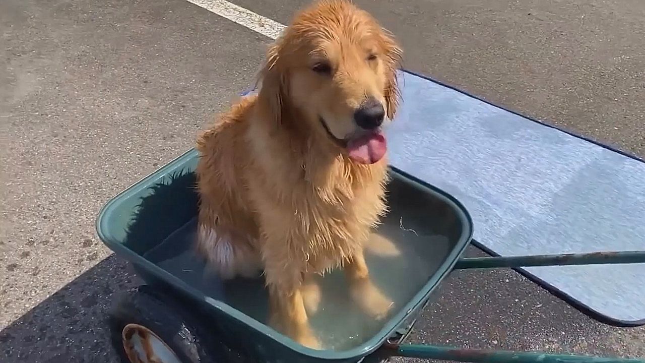 Golden-Retriever-badet-in-winziger-Schubkarre-und-flippt-v-llig-aus