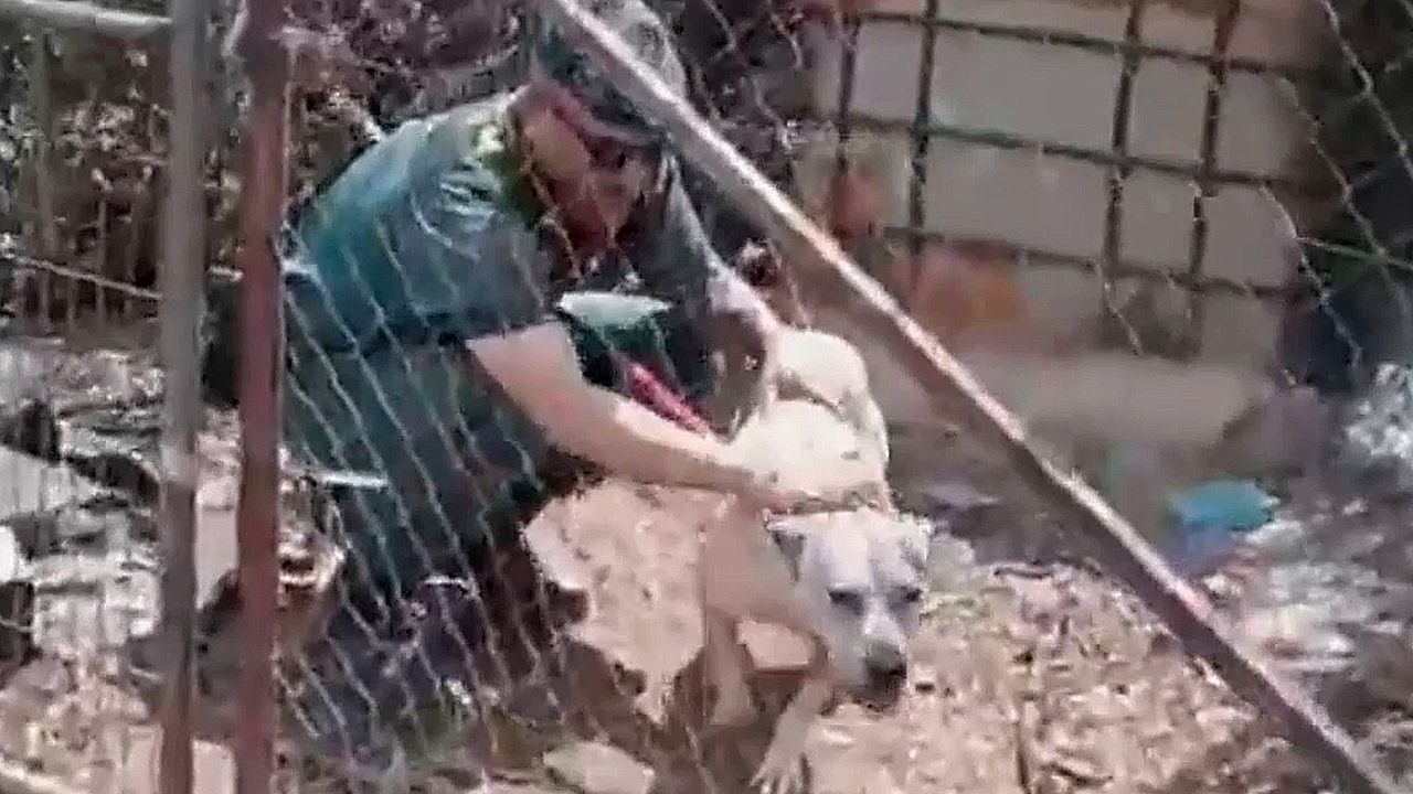 Video: Aus den Trümmern befreit: Hund übersteht tödlichen Waldbrand in Spanien