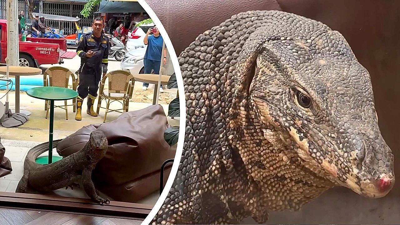 Video: Giant monitor lizard sparks panic at Bangkok coffee shop as stunned customers back away