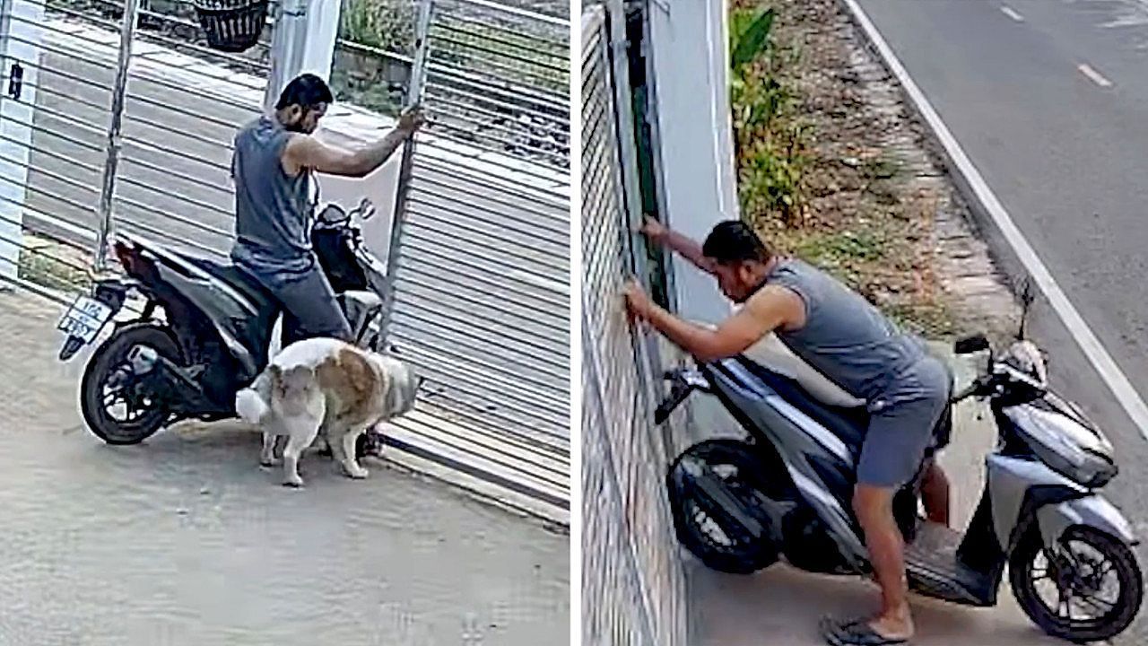 Verrenkungen-auf-Motorroller-Herrchen-stoppt-fluchtfreudigen-Hund-mit-schr-gem-Trick