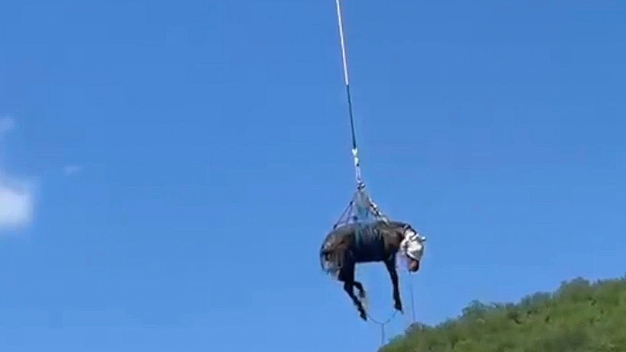 Video: Horse airlifted out of ravine in Italy