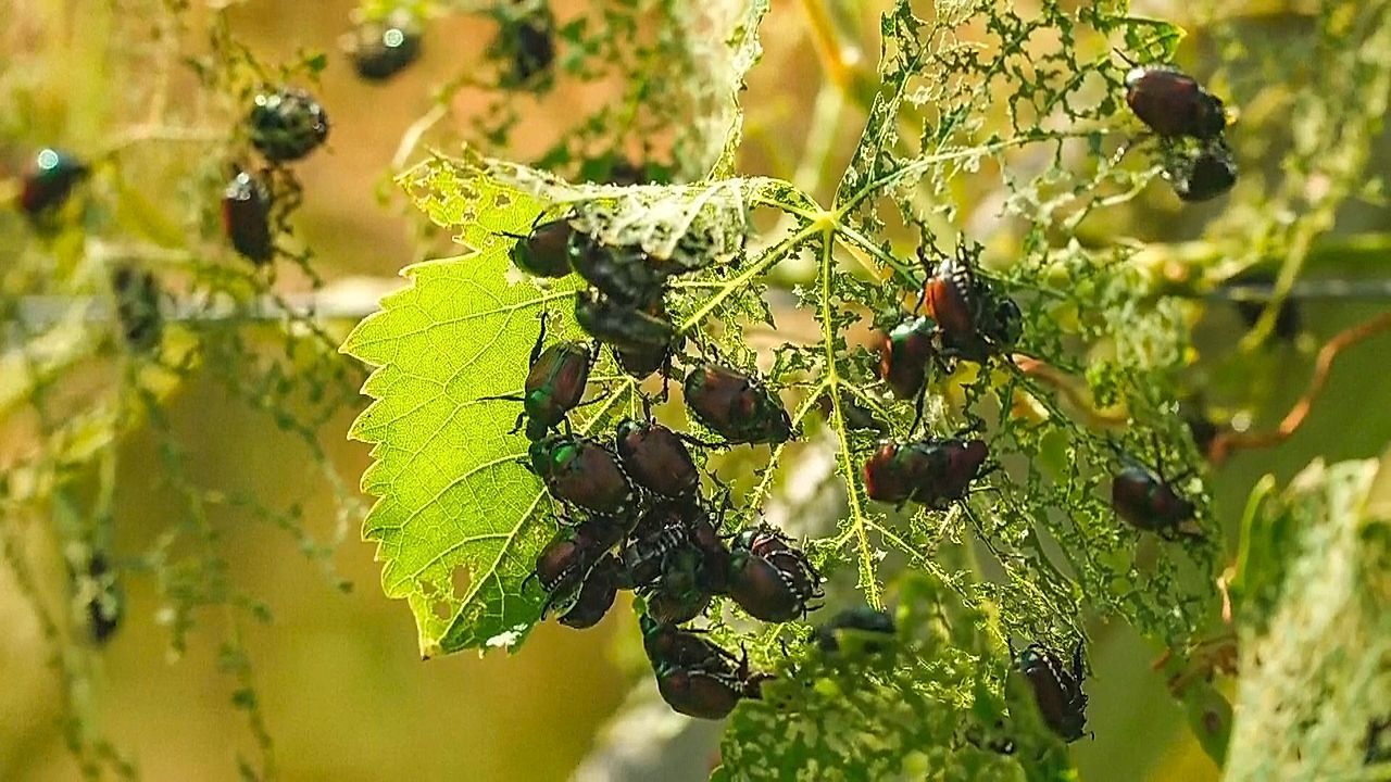 Video: Bedrohliche Invasion: Japankäfer fressen Italiens Weinberge kahl