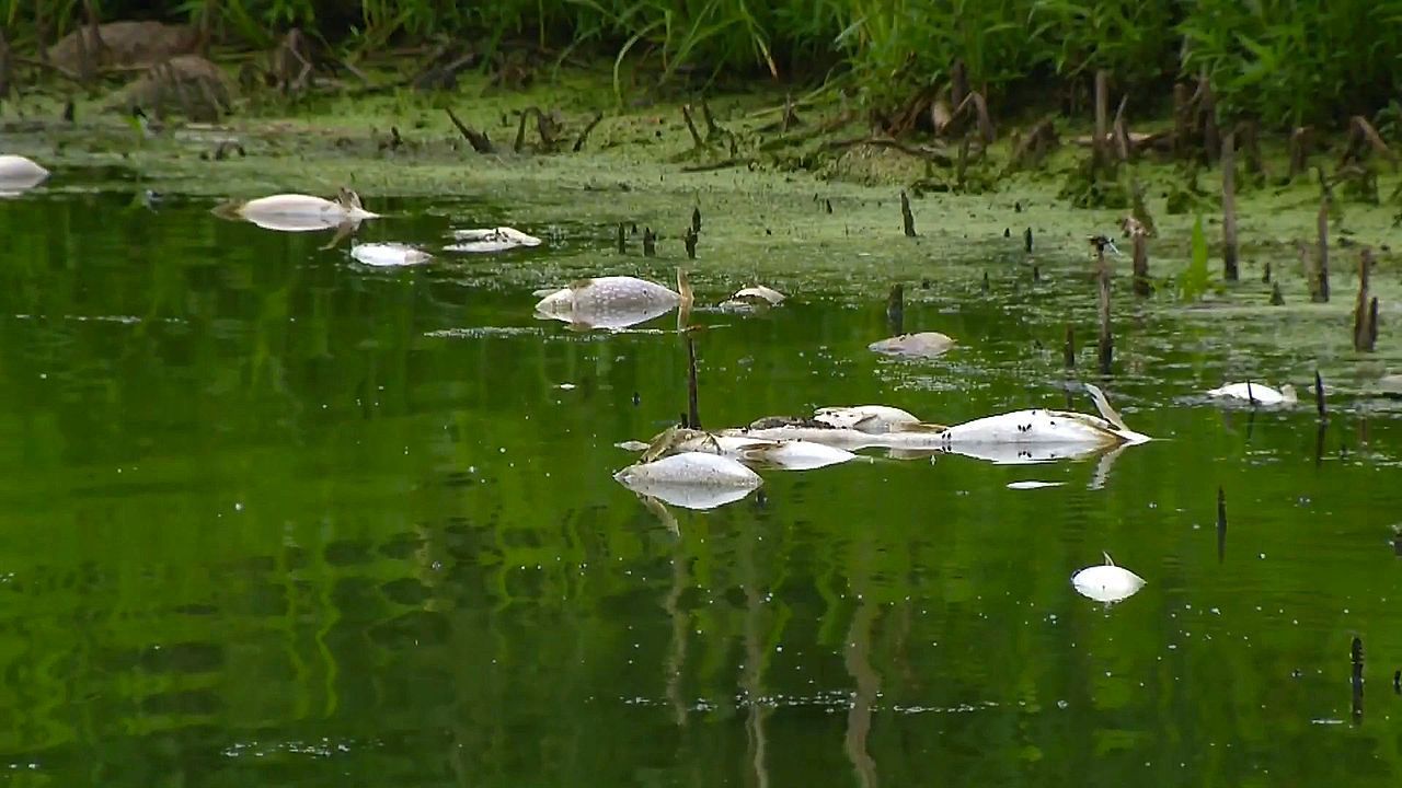 Wasser-zu-warm-Hitzewelle-l-st-massenhaftes-Fischsterben-in-Minnesota-aus